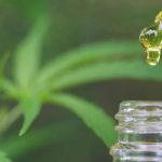 Produtos Derivados da Maconha: Benefícios Terapêuticos e Obstáculos ao Acesso – Por Hermano Araruna